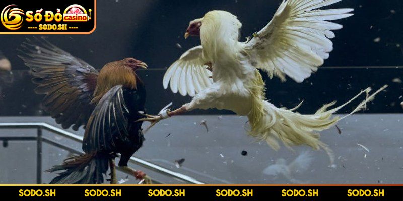 Chơi Đá Gà Online Uy Tín Cực Thú Vị Cùng Nhà Cái SODO Gà cựa dao cực cuốn, chưa từng hết hot