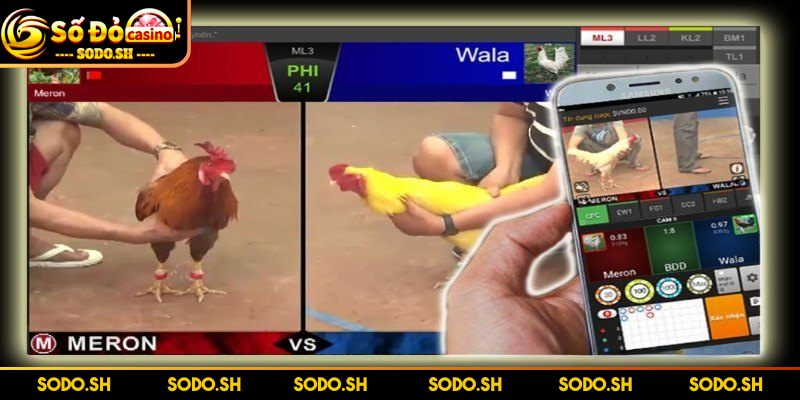 Chơi Đá Gà Online Uy Tín Cực Thú Vị Cùng Nhà Cái SODO Chiến trong lồng siêu chất, cực kịch tính