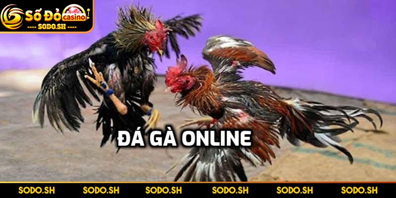 Chơi Đá Gà Online Uy Tín Cực Thú Vị Cùng Nhà Cái SODO SODO - Sân chơi đá gà online uy tín nhất