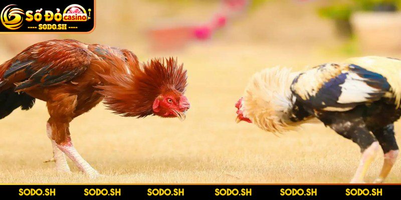 Đá Gà Campuchia Hợp Pháp – Trải Nghiệm Giải Trí Chuẩn Bơm vốn và vào chiến ngay tại sảnh mình thích