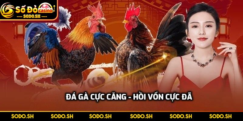Hoàn Tiền Mỗi Ngày Không Giới Hạn Cực Khủng Tại SODO Đá gà cực căng - Hồi vốn cực đã