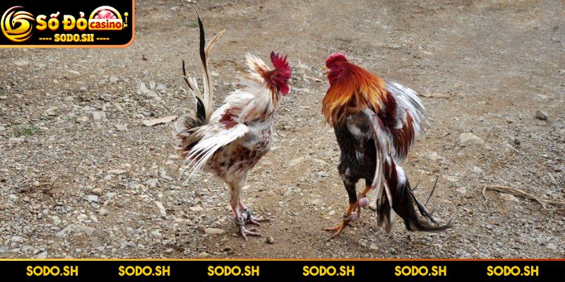 Live Đá Gà Philippines - Siêu Hay Siêu Cuốn Cùng SODO Nhận tin thắng lớn, rút ngay tiền khủng