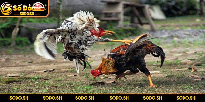 Live Đá Gà Philippines - Siêu Hay Siêu Cuốn Cùng SODO Theo dõi kỹ từng giây để điều chỉnh cược