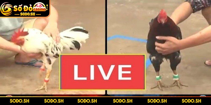 Live Đá Gà Philippines - Siêu Hay Siêu Cuốn Cùng SODO Tính đặc sắc của live đá gà Philippines SODO