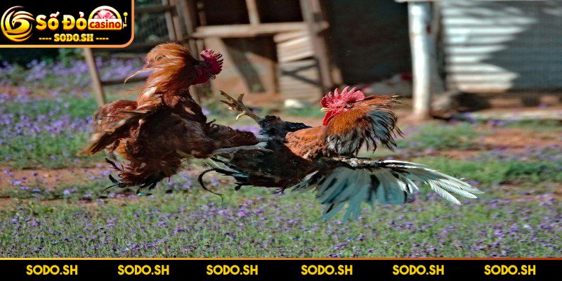 Live Đá Gà Philippines - Siêu Hay Siêu Cuốn Cùng SODO Truy cập ngay địa chỉ tham gia tại cổng cược